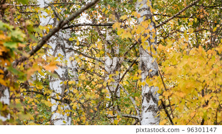 Birch trees woods in autumn, sunny nordic nature Birch trees woods in autumn, sunny nordic nature 96301147