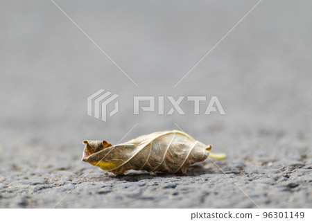 Fallen leaf on road with blurred background Fallen leaf on road with blurred background 96301149