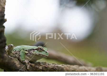 Frog resting on a tree Frog resting on a tree 96301191