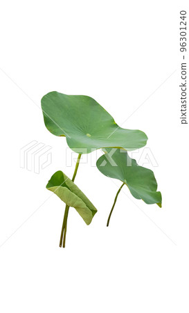 Isolated water lily leaves with clipping paths on white background 96301240