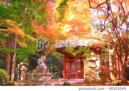 Autumn leaves in the precincts of Kampusanji Temple (Takatsuki City, Osaka Prefecture) Autumn leaves in the precincts of Kampusanji Temple (Takatsuki City, Osaka Prefecture) 96303049