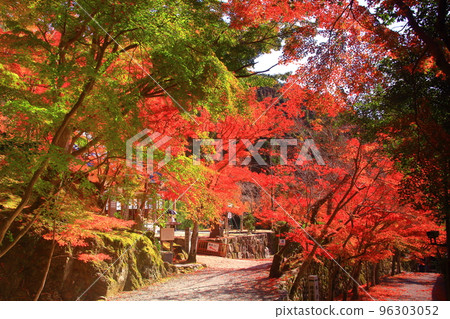 Autumn leaves in the precincts of Kampusanji Temple (Takatsuki City, Osaka Prefecture) Autumn leaves in the precincts of Kampusanji Temple (Takatsuki City, Osaka Prefecture) 96303052