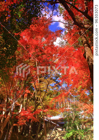 Autumn leaves in the precincts of Kampusanji Temple (Takatsuki City, Osaka Prefecture) Autumn leaves in the precincts of Kampusanji Temple (Takatsuki City, Osaka Prefecture) 96303073