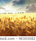 Wheat field and sky with clouds. Countryside summer background in gold colors. Grain and nature. Healthy food poster. 96303082