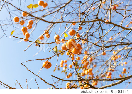 Persimmon trees which became fruit Persimmon trees which became fruit 96303125