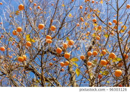 Persimmon trees which became fruit Persimmon trees which became fruit 96303126