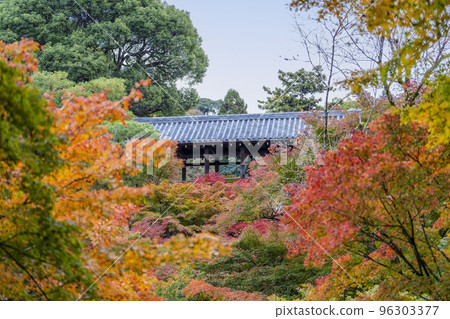 京都府京都市秋天的東福寺、紅葉和通天橋 96303377