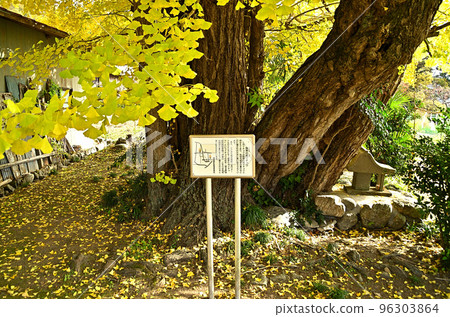Princess ginkgo of Minano Town, Saitama Prefecture 96303864