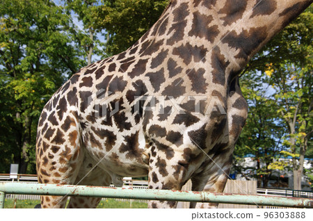 Body pattern of Masai giraffe 96303888