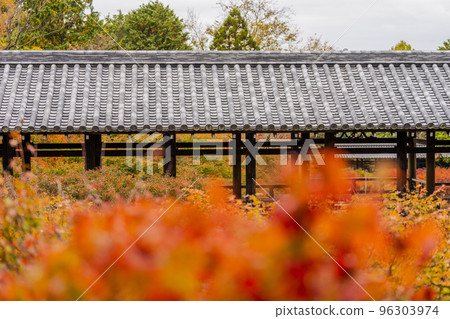 京都府京都市秋天的東福寺、紅葉和通天橋 96303974
