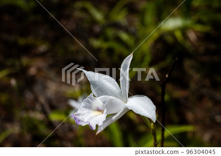 The white and purple petals are as graceful and beautiful as a bird in flight. Flower Gmelina palawensis native to Palau. 96304045