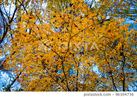 Autumn leaves / fallen leaves / autumn image 96304736