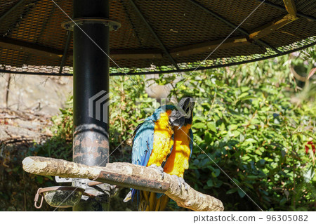 Two blue-and-yellow macaws 96305082