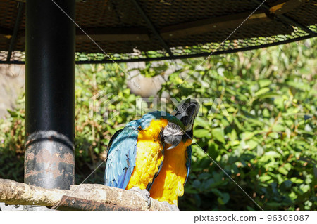 Two blue-and-yellow macaws Two blue-and-yellow macaws 96305087