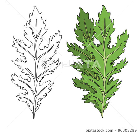 Green leaves of Mizuna lettuce in linear and flat style. Vector illustration of Japanese mustard. 96305289