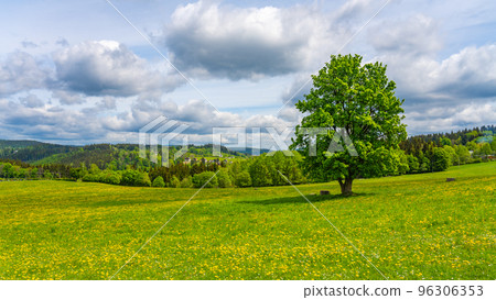 Solitary deciduous tree on the blooming meadow, Korenov, Czech Republic Solitary deciduous tree on the blooming meadow, Korenov, Czech Republic 96306353