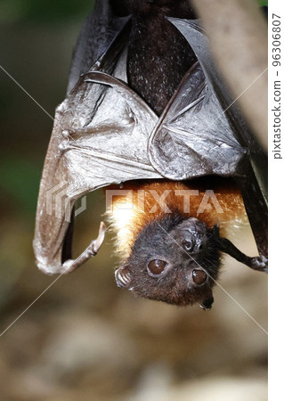 Bat Indian flying fox Bat Indian flying fox 96306807