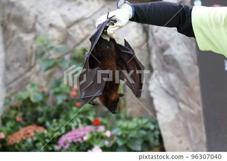 Bat Indian flying fox Bat Indian flying fox 96307040