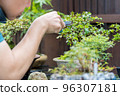 Middle man pruning potted branches 96307181