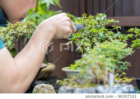Middle man pruning potted branches Middle man pruning potted branches 96307181