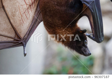 Bat Indian flying fox Bat Indian flying fox 96307187