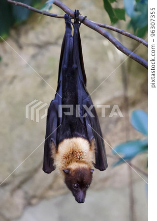Bat Indian flying fox Bat Indian flying fox 96307355