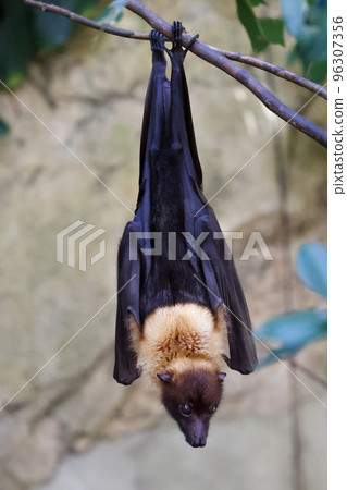 Bat Indian flying fox Bat Indian flying fox 96307356
