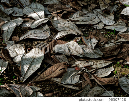 Sunlight filtering through the trees Fallen leaves of magnolia trees 96307428