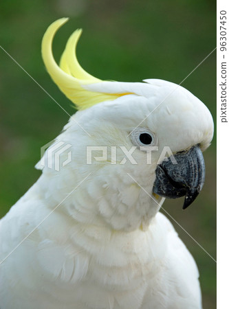 Sulphur-crested cockatoo with close up of head. Australian birds with white plumage and yellow crest. Sulphur-crested cockatoo (cacatua galerita) in Sydney, Australia. 96307450