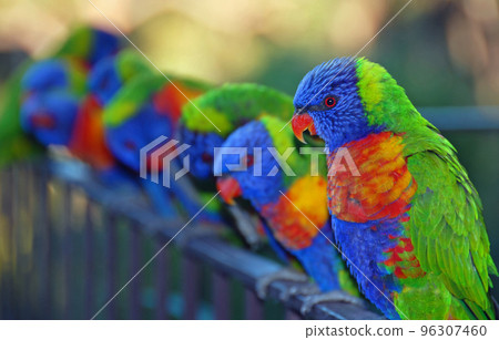 Rainbow lorikeets perching on a railing. Australian birds with colourful plumage. Rainbow lorikeet (trichoglossus moluccanus) in Sydney, Australia. Rainbow lorikeets perching on a railing. Australian birds with colourful plumage. Rainbow lorikeet (trichoglossus moluccanus) in Sydney, Australia. 96307460