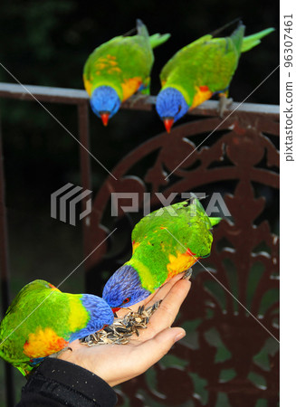 Rainbow lorikeets feeding from a woman's hand. Australian birds with colourful plumage. Rainbow lorikeet (trichoglossus moluccanus) in Sydney, Australia. Rainbow lorikeets feeding from a woman's hand. Australian birds with colourful plumage. Rainbow lorikeet (trichoglossus moluccanus) in Sydney, Australia. 96307461