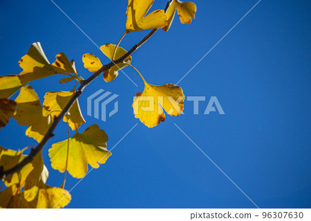 銀杏樹 銀杏樹 96307630