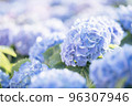 Hydrangea flower in close up with sunlight 96307946