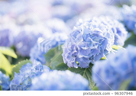 Hydrangea flower in close up with sunlight Hydrangea flower in close up with sunlight 96307946