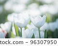 White Tulip flower in close up 96307950