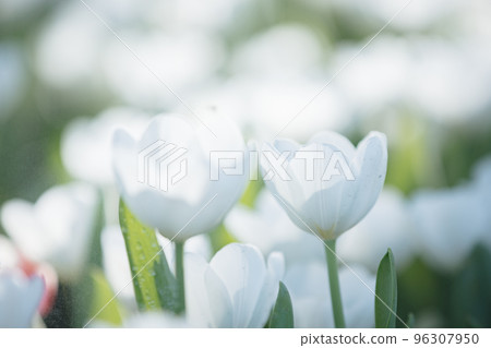 White Tulip flower in close up White Tulip flower in close up 96307950