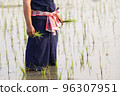 Farmer rice planting on water 96307951