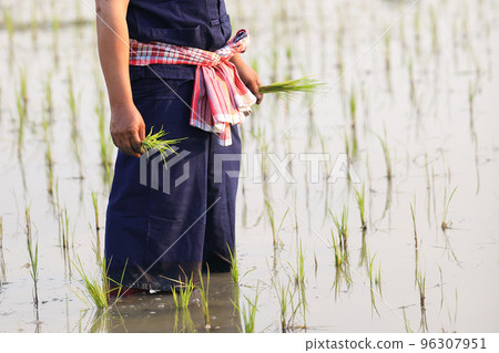 Farmer rice planting on water Farmer rice planting on water 96307951