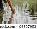 Farmer rice planting on water 96307952