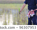 Farmer rice planting on water 96307953