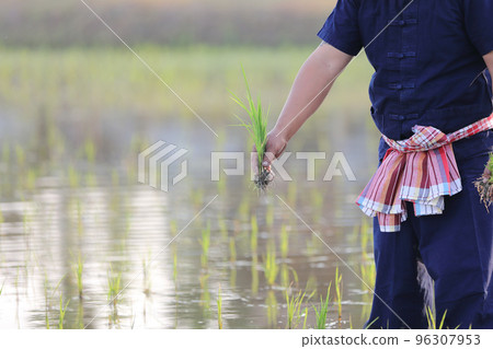 Farmer rice planting on water 96307953