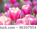 Pink Tulip flower in close up 96307954