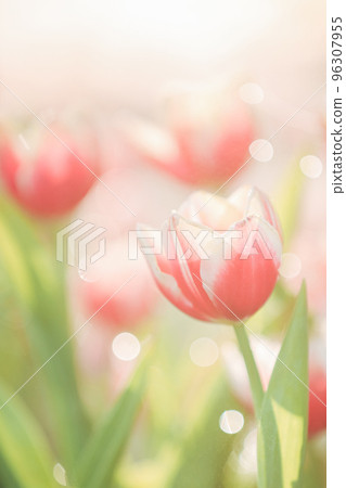 Tulip flower in close up with rain drop 96307955