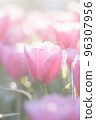 Pink Tulip flower in close up 96307956
