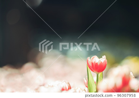 Red white Tulip flower in close up 96307958