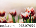 Red white Tulip flower in close up 96307959
