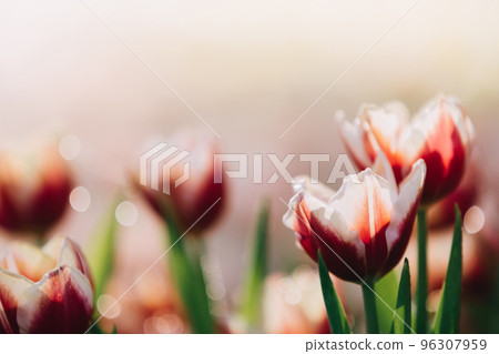 Red white Tulip flower in close up Red white Tulip flower in close up 96307959