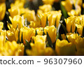 Yellow Tulip flower in close up 96307960
