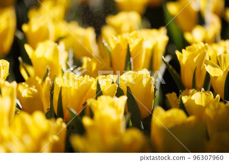 Yellow Tulip flower in close up 96307960