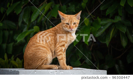 Cute red street cat lies on concrete parapet and blurred background with leaf Cute red street cat lies on concrete parapet and blurred background with leaf 96308447